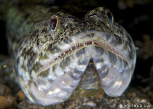 Sand diver or Lizardfish found in Lembeh by Debi Henshaw 